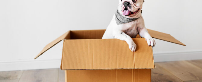 trasloco con cane a Milano